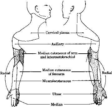 Regional Anesthesia of the Upper Extremity | Clinical Anesthesia Procedures